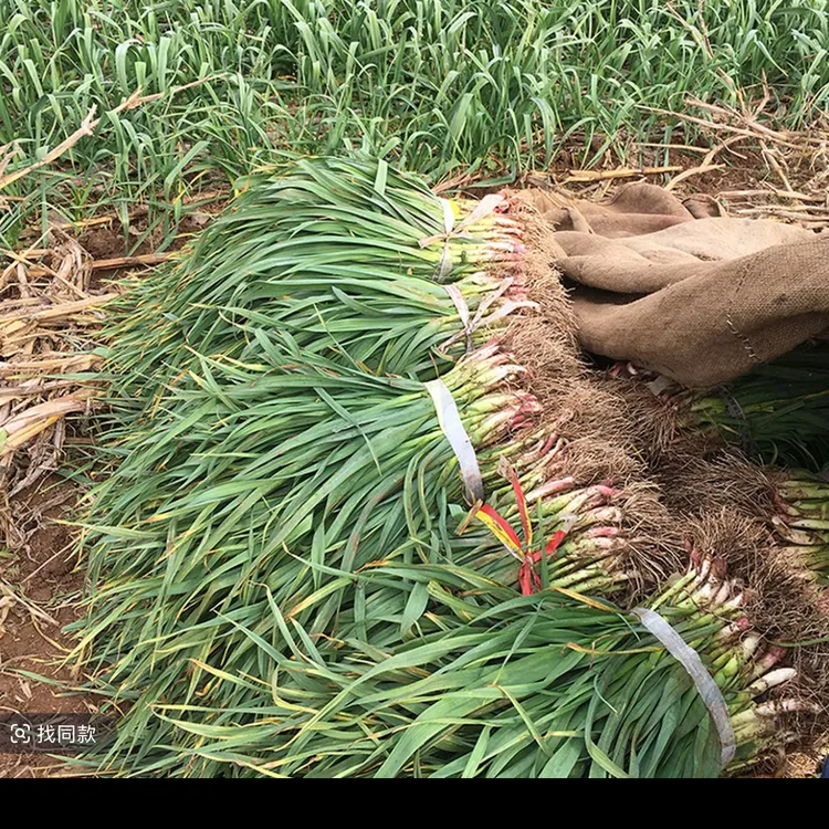 湖北钟祥市石牌镇红皮蒜苗小香蒜露天农家蔬菜