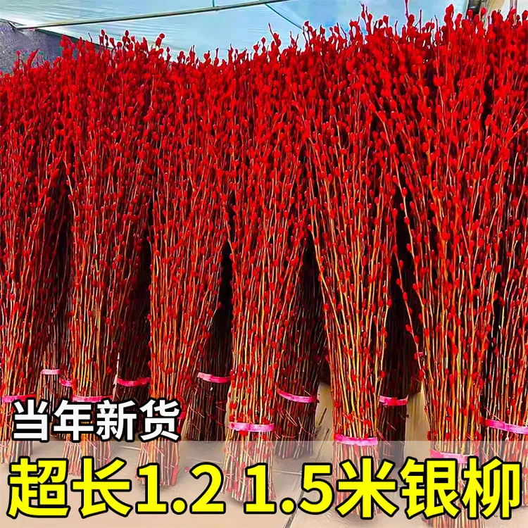 1.5米银柳真花鲜枝红色干花水养鲜花客厅室内装饰招财干枝年宵花