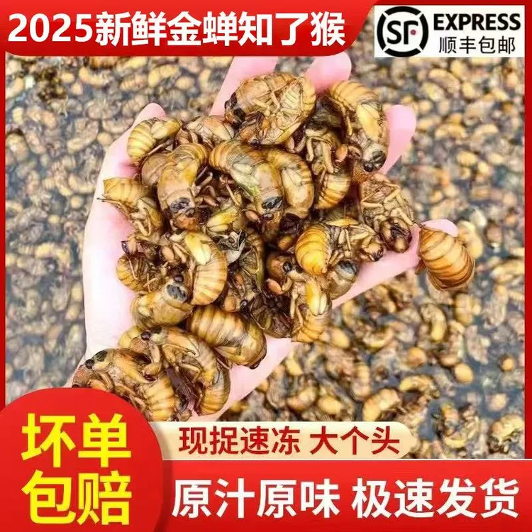 【顺丰包邮】2025鲜货金蝉知了猴爬叉白蝉现抓速冻知了猴新鲜