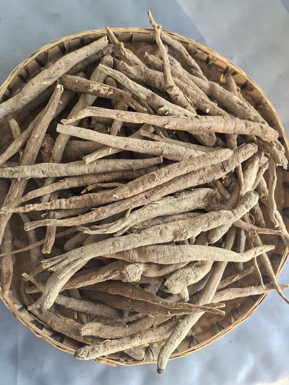 阿坝土当归可煲汤滋补 . 大支优等品