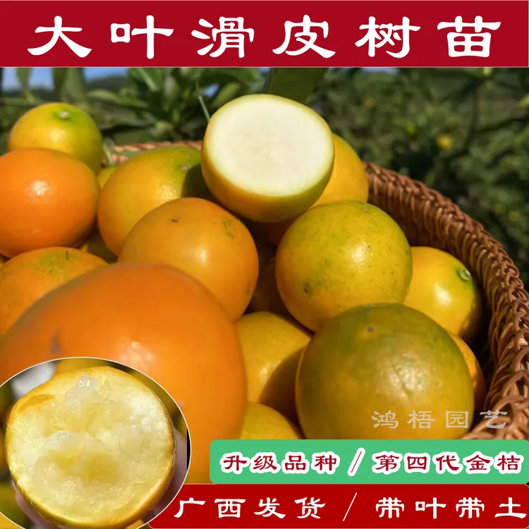 新品种桔子第四代大叶滑皮金桔苗脆蜜金桔脆皮金桔果树苗地栽盆栽