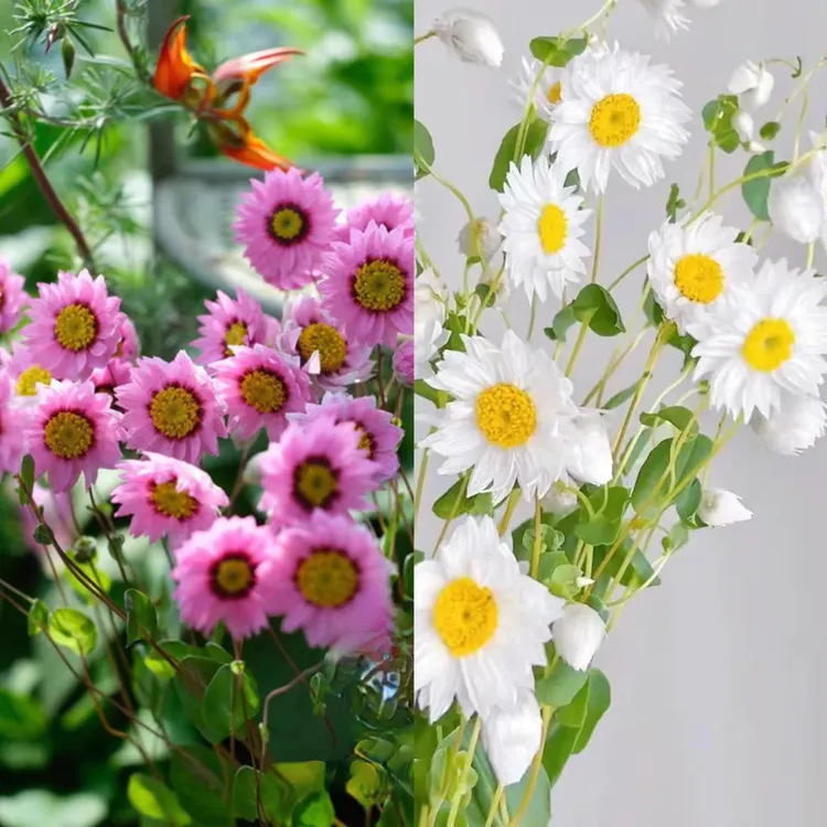 鲁丹鸟花苗阳台庭院组合花境植物鳞托菊花苗盆栽时令花草