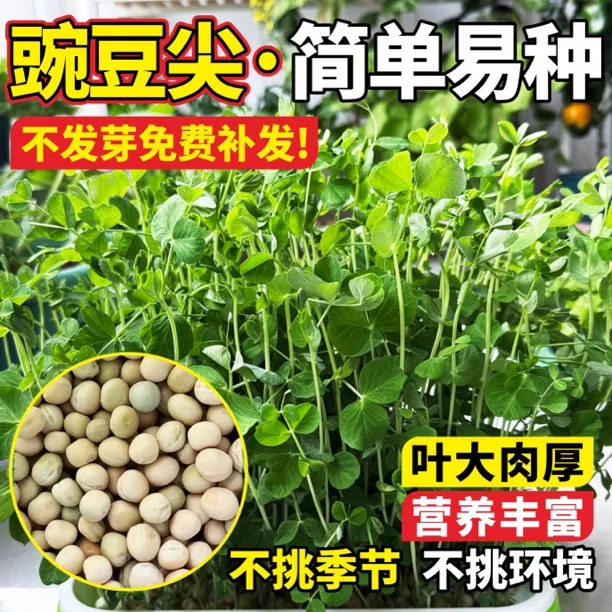 高产抗病大无须豌豆尖种子 无须豌豆尖芽苗菜水培土培均可种植
