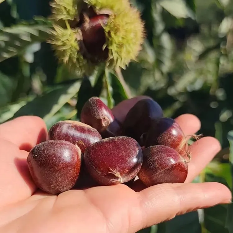 迁西3113板栗大果