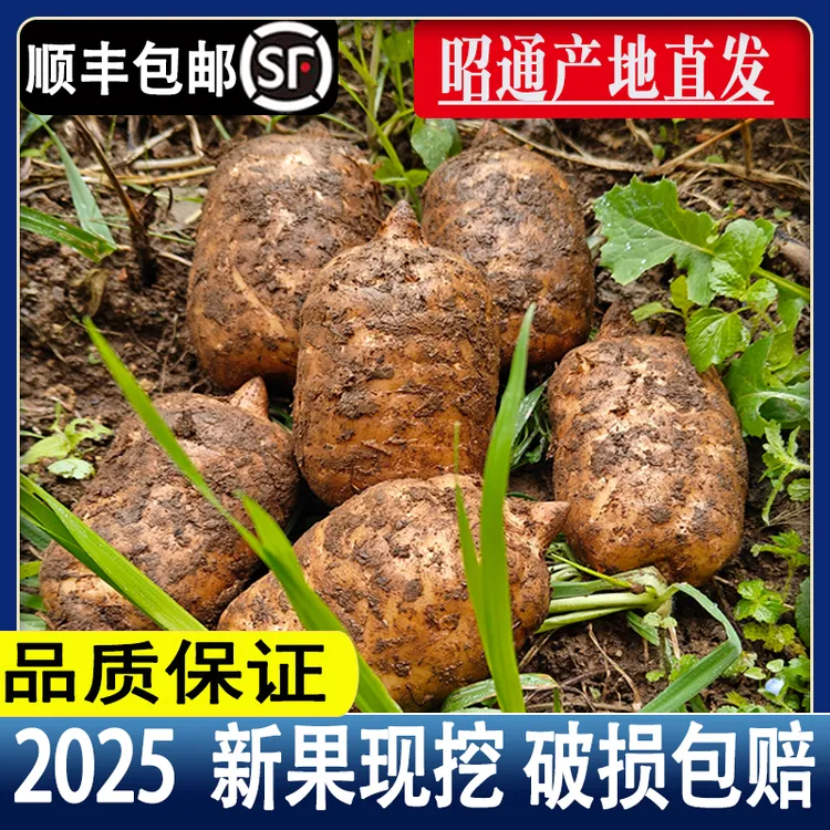 【发顺丰】现挖新鲜天麻云南昭通天麻小草坝乌天麻产地直发滋补