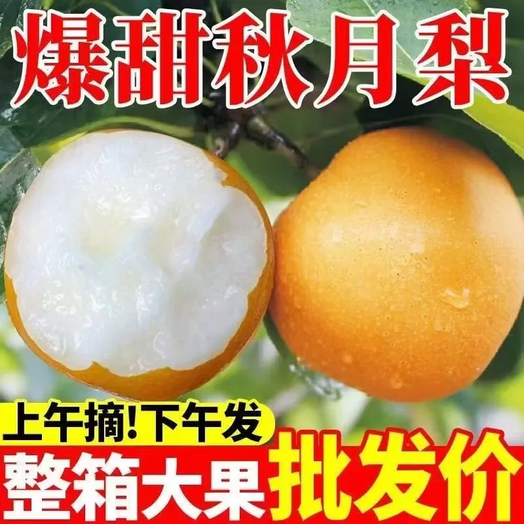 山东莱阳秋月梨礼盒当季新鲜现摘现发脆甜多汁细腻水果礼盒