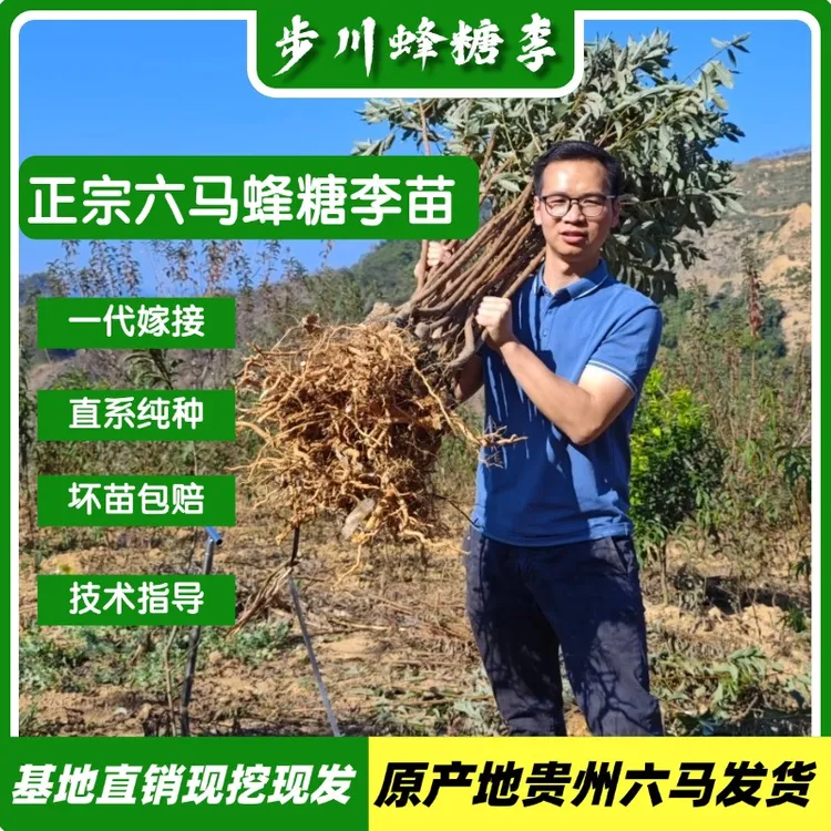 贵州六马蜂糖李苗土栽盆栽正宗蜂糖李子树苗蜂糖李李子树苗