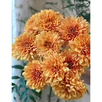 【杨鹏鲜花】卡林巴橙 小菊 云南鲜花包邮