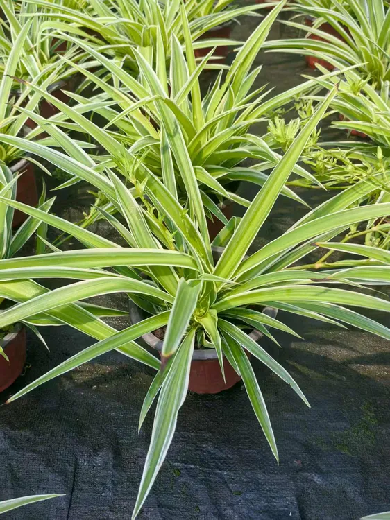金边吊兰青叶盆栽阳台办公室内花卉绿植好养垂吊植物