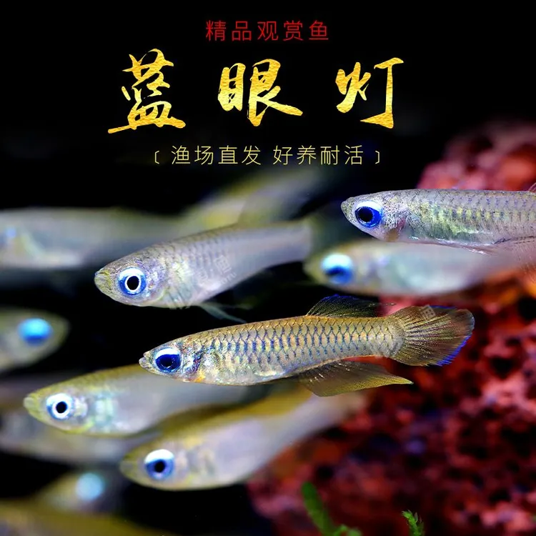蓝眼睛鱼小型热带鱼蓝眼灯鱼幽灵灯鱼草缸青鱂除油膜群游鱼观赏鱼