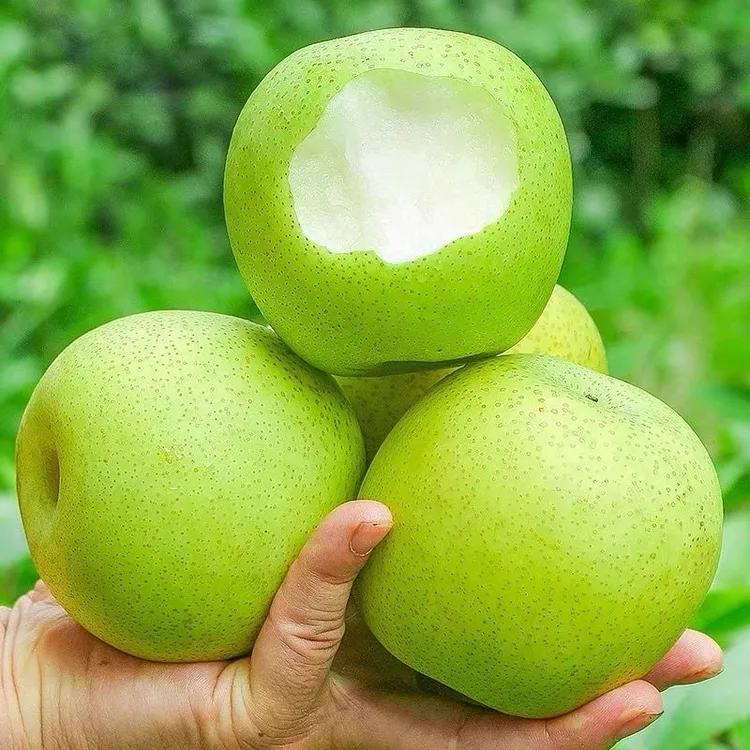 2026砀山青皮皇冠梨5/9斤整箱包邮当季头茬新鲜梨子水果商品图
