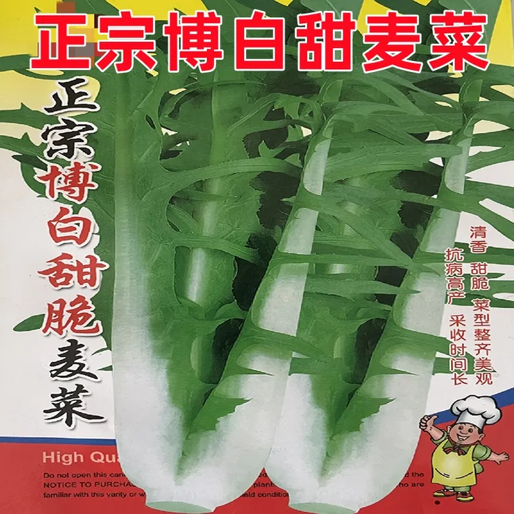 广西博白甜麦菜种子白梗软脆甜口花芽蔬菜四季播种阳台盆栽青菜籽