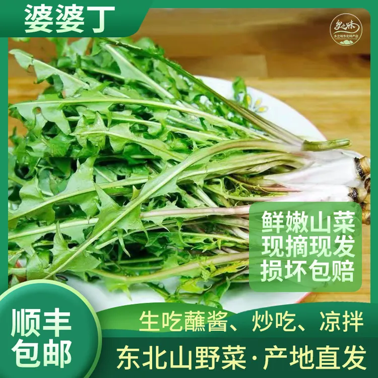 新鲜婆婆丁蒲公英山野菜东北蘸酱菜苦菜现采现发1斤2斤3斤顺丰