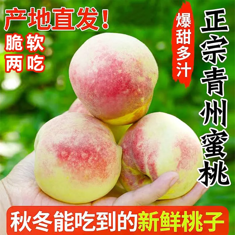 正宗青州蜜桃脆甜离核蜜桃毛桃新鲜现摘现发山桃应季水果桃子