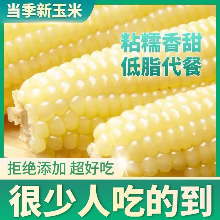 【4根试吃】12根东北新鲜白嫩玉米非转基因黏嫩玉米代餐粗粮6.5-7斤