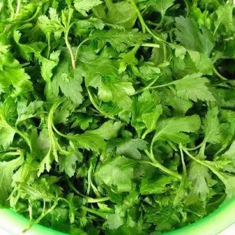 南京特产菊花叶菊花脑新鲜蔬菜包邮野菜蔬菜菊花脑蛋