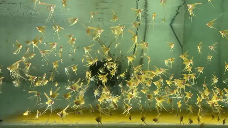 精品金燕神仙鱼燕鱼