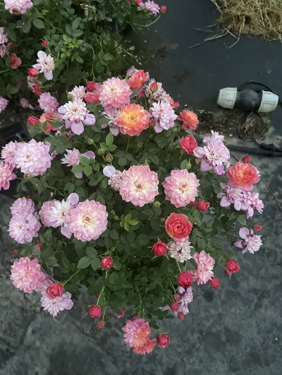 月季棒棒糖躲躲藏藏，直播间一物一拍