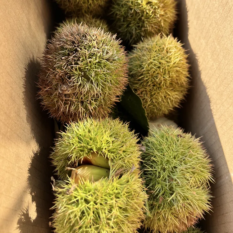 新鲜带刺壳生板栗刺球白皮板栗清甜脆口易剥外皮