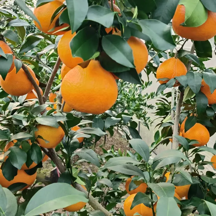 象山晓塘正宗红美人柑橘现摘现直发精品礼盒爱媛28号高端新鲜水果