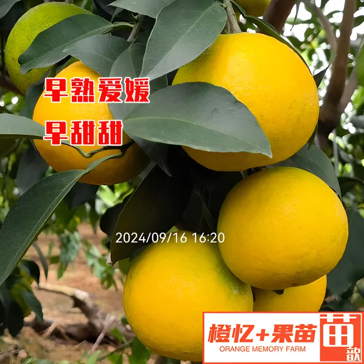 柑橘苗：早甜甜柑橘苗早熟爱媛新品种