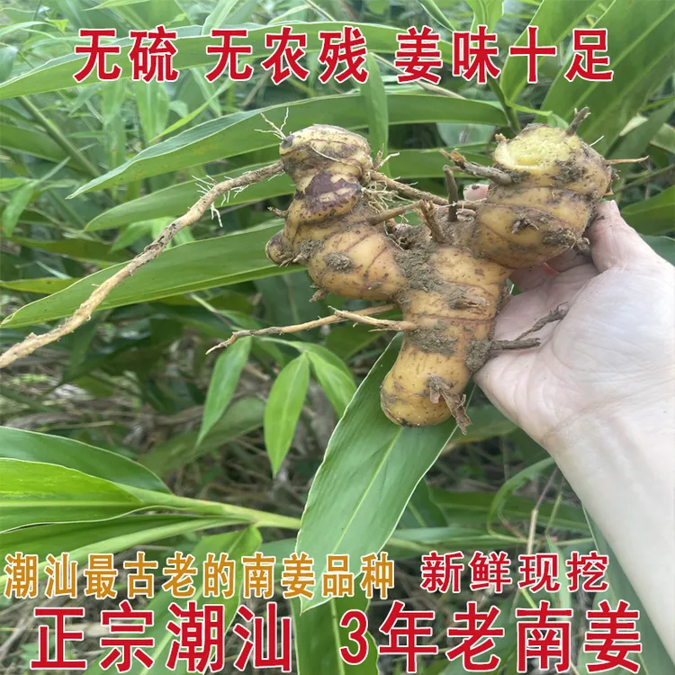 潮汕南姜去腥姜味十足浓郁鲜嫩去腥味去膻提味调味料卤料的好搭档