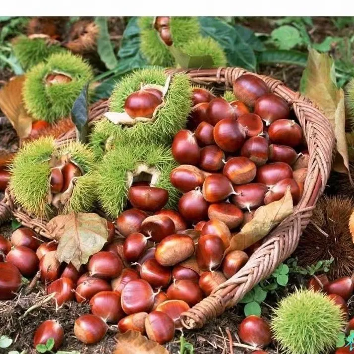 2025湖北农家新鲜现摘野生即食土板栗小锥毛油栗子坚果