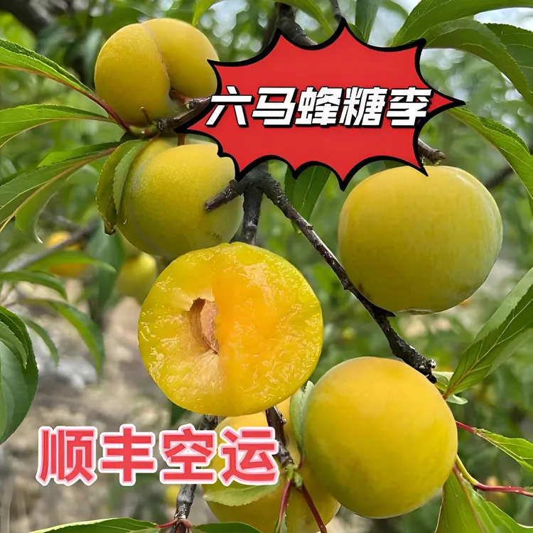 贵州六马蜂糖李  六马原产地直发