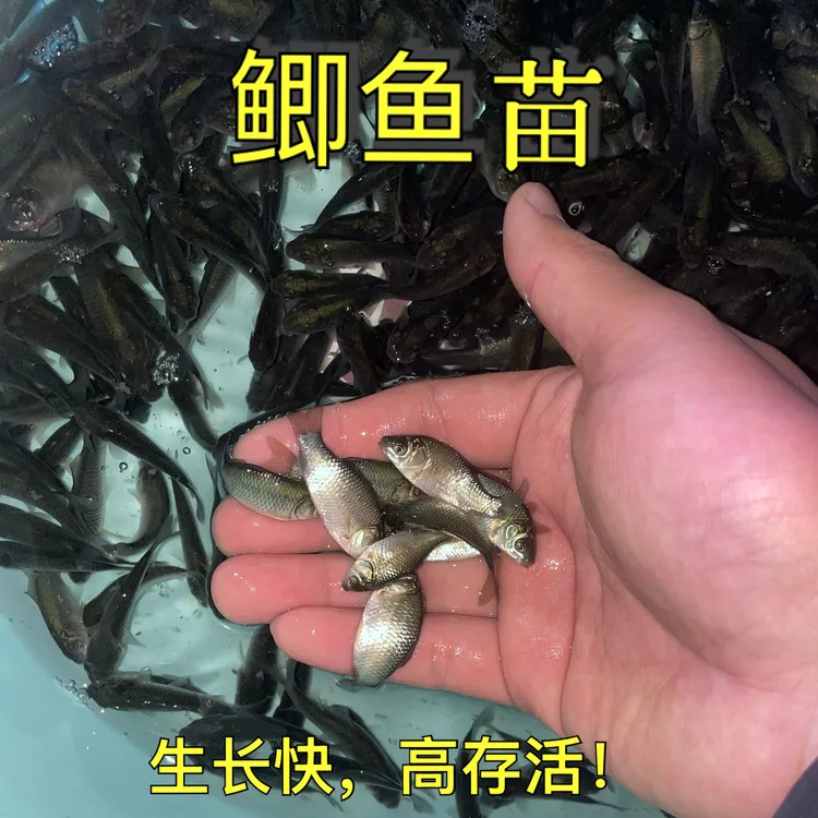 淡水鲫鱼 大板鲫鱼 中科5号鲫鱼观赏鱼养殖