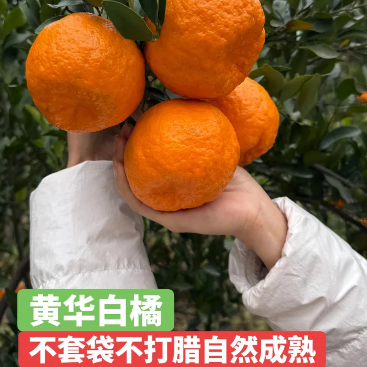 云南昭通永善黄华白橘现摘现发应季水果产地直发多汁香甜皮薄橘子