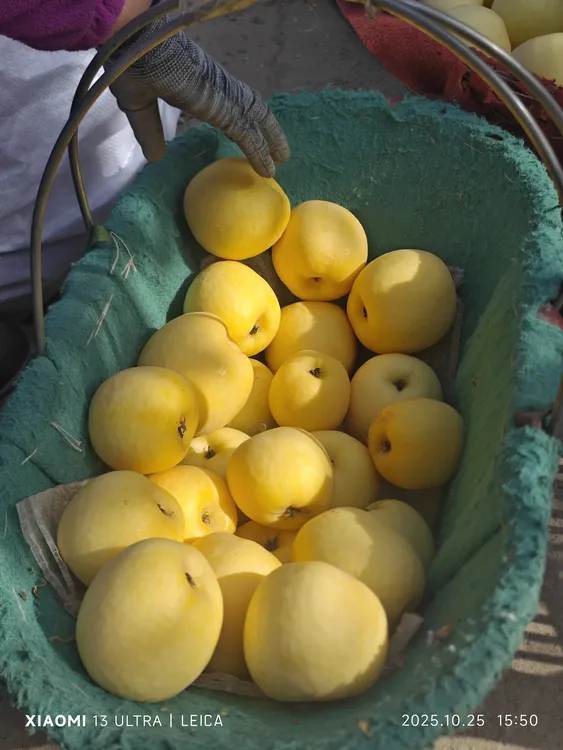 新疆阿克苏奶油富士苹果新鲜脆甜多汁当季水果京东包邮