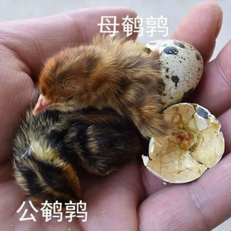 鹌鹑蛋受精蛋到手即可孵化18天左右出壳
