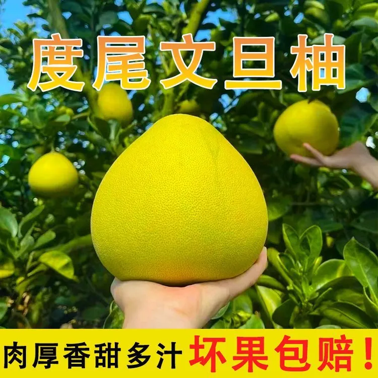 【尝鲜】福建仙游度尾文旦柚新鲜现摘红心蜜柚当季孕妇时令水果