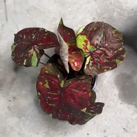 101-0915泰国发货月亮饺子