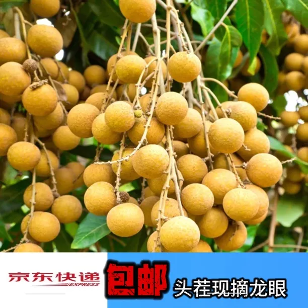 福建漳州头茬现摘老树龙眼