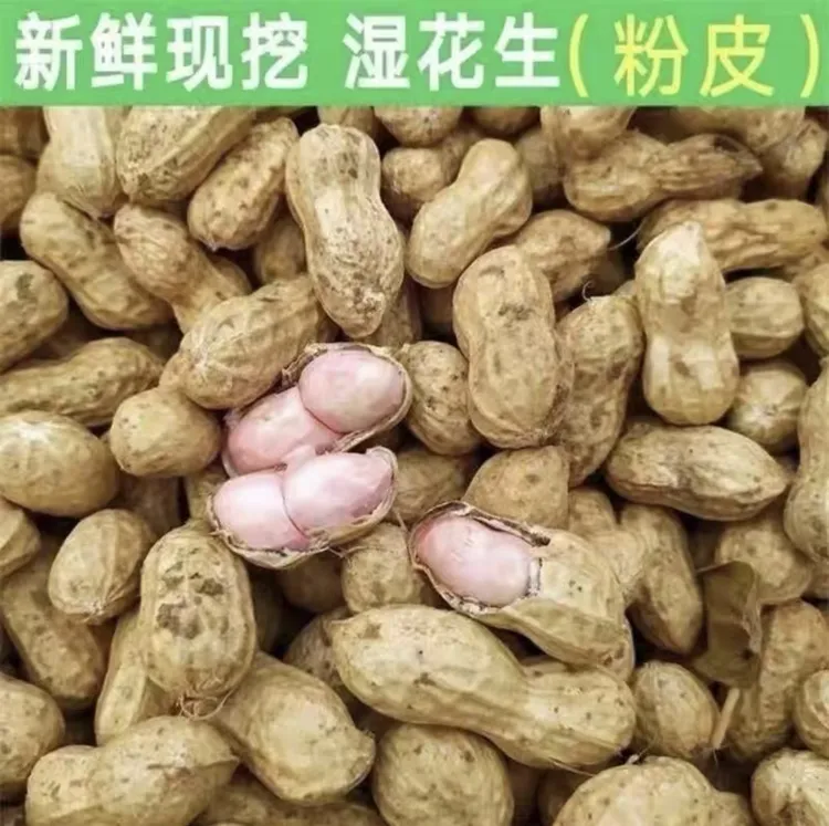 新鲜湿花生带壳花生现挖当季新鲜泥壳花生可水煮生吃农家花生新鲜