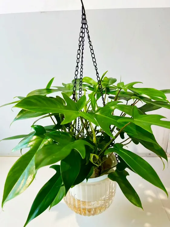 悬挂式垂吊透明纯水培飞机蔓绿绒