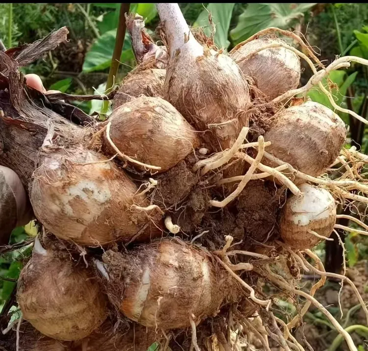 2025贵州新芋头牛奶芋头小芋头现挖新鲜芋艿当季奶香芋粉糯露天