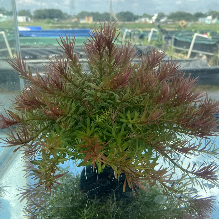 【红头】十字牛顿坨草鱼缸造景净水增氧新手养殖入缸成景淡水水草