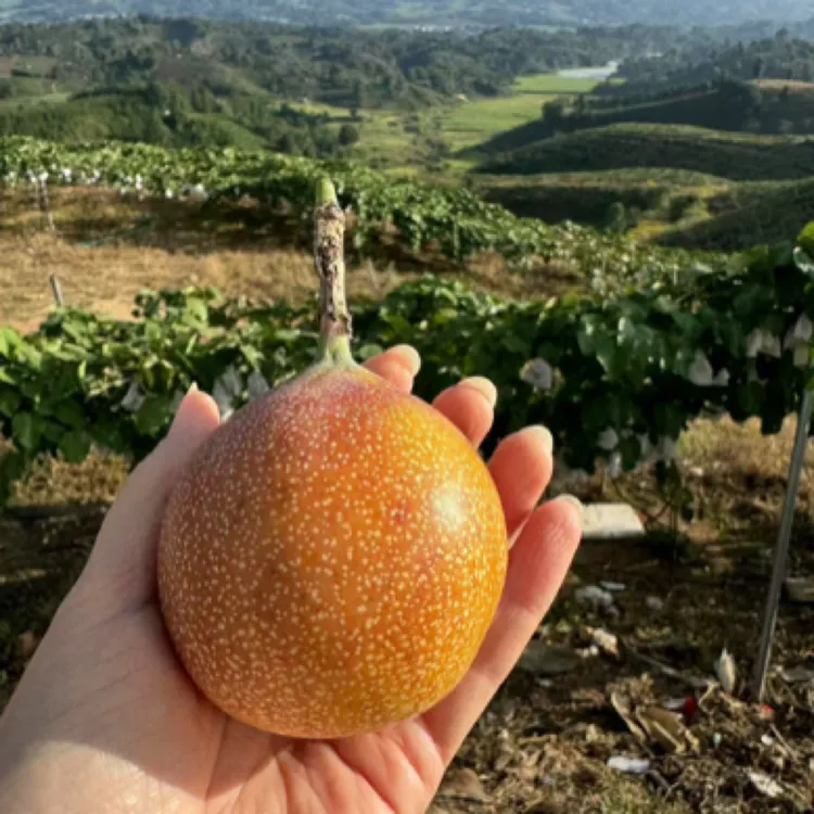 【精品】热情果纯甜花果香味浓多汁饱满云南版纳产地顺丰包邮直发