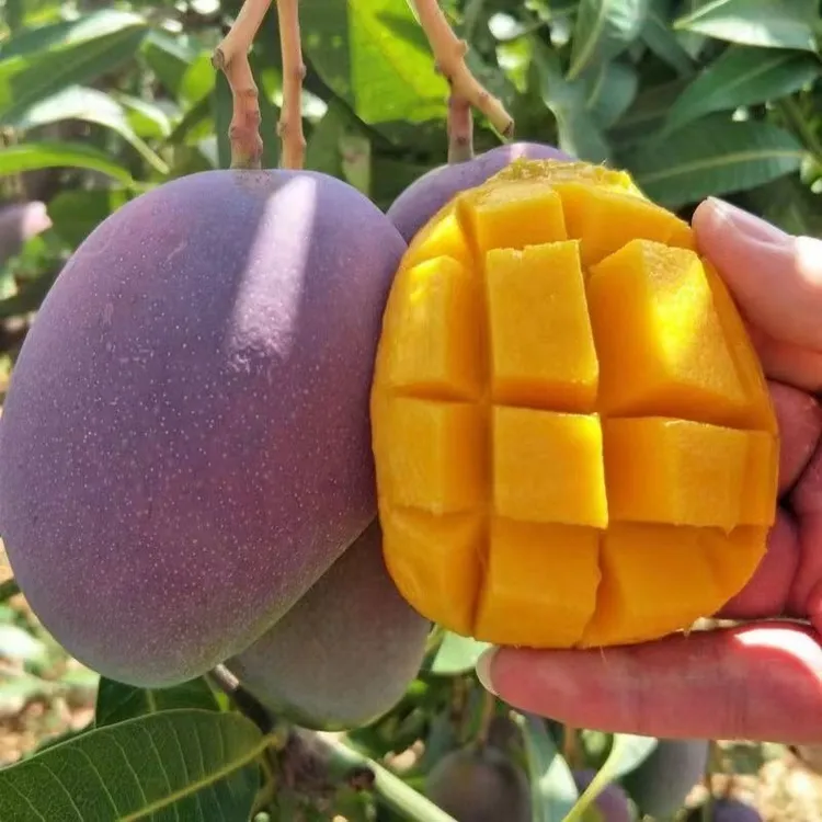 【放软食用】四川攀枝花高山种植彩虹芒香甜多汁果香5斤装产地直发