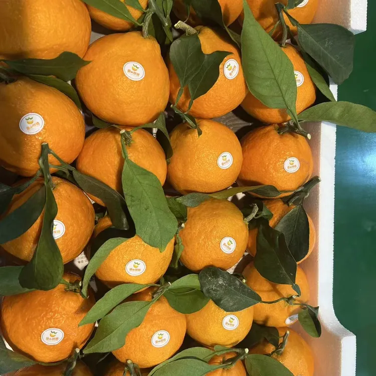 象山红美人超大果实惠五斤装(自吃送礼必备好吃经济实惠)