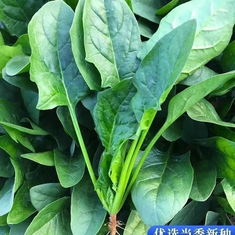 【四季大肉菠菜种子】四季种植盆栽地栽阳台小院种植
