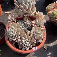 48胖美人 一物一拍多肉