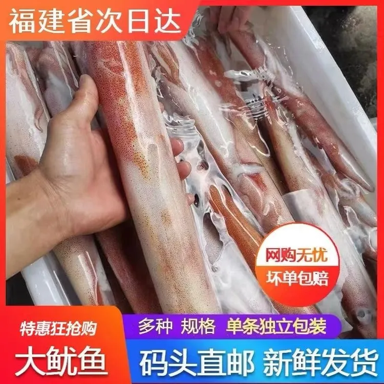 新鲜鱿鱼生鲜海捕冰鲜冷冻冰冻笔管鱿鱼可以白灼