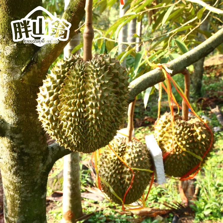 海南保亭高山树上熟金枕猫山王干尧榴莲国产榴莲