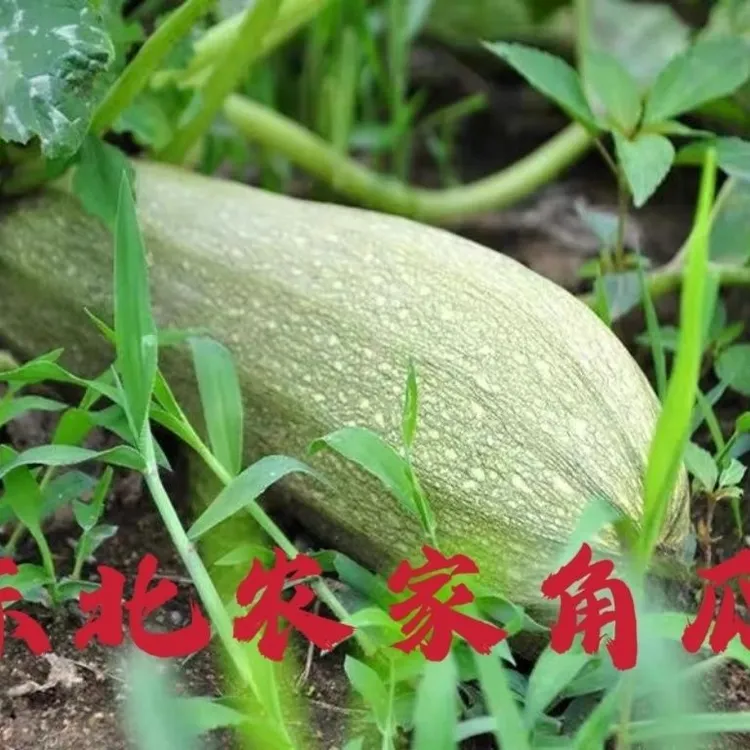 新鲜东北大角瓜农家自种西葫芦四季特产老黄瓜