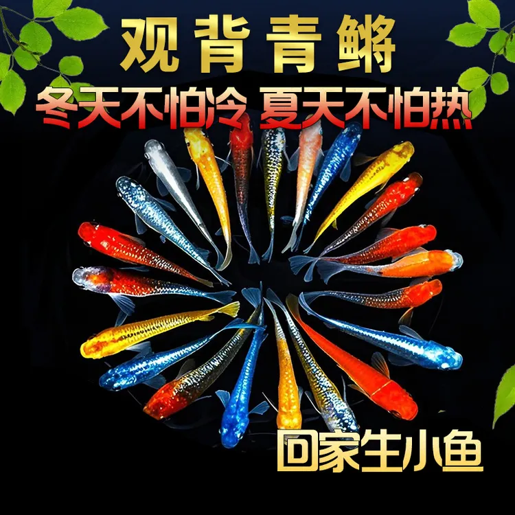 ‌【包活7天】观背青鳉易活好养小型冷水观赏鱼古法养鱼泡沫箱养鱼