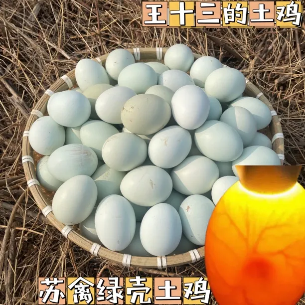 苏禽土鸡中蛋 绿壳蛋 宠物鸡活体散养公鸡 母鸡 便宜 破损包赔