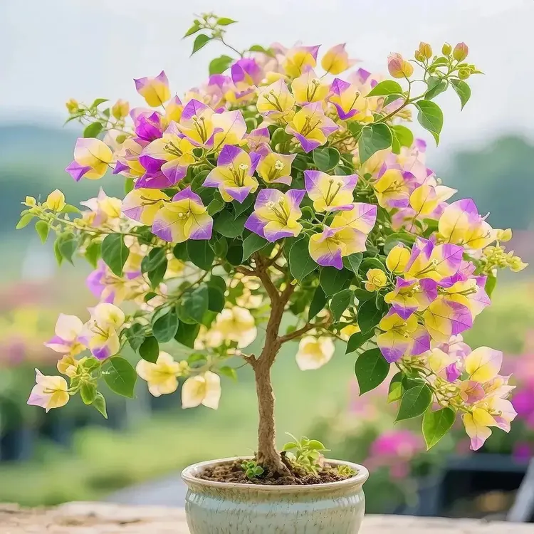 爆款三角梅树苗老桩花卉绿植盆栽四季开花耐寒阳台好养活室内室外